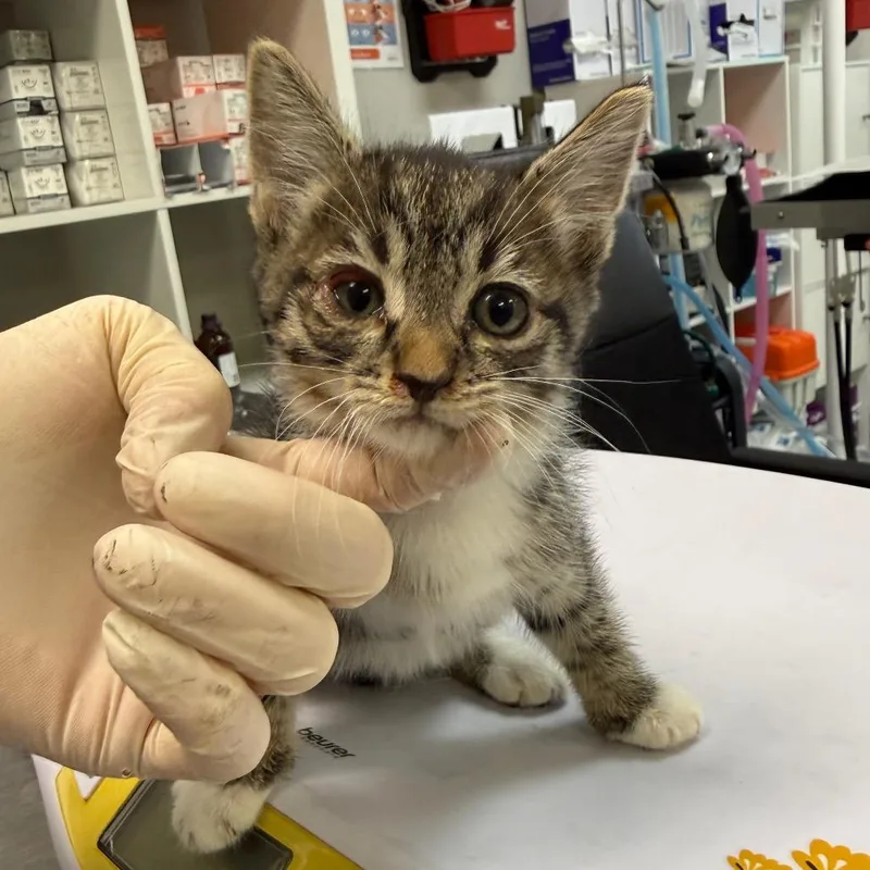 A baby small-sized male Brown / Chocolate Domestic Short Hair cat named Bam for adoption in Houston, TX