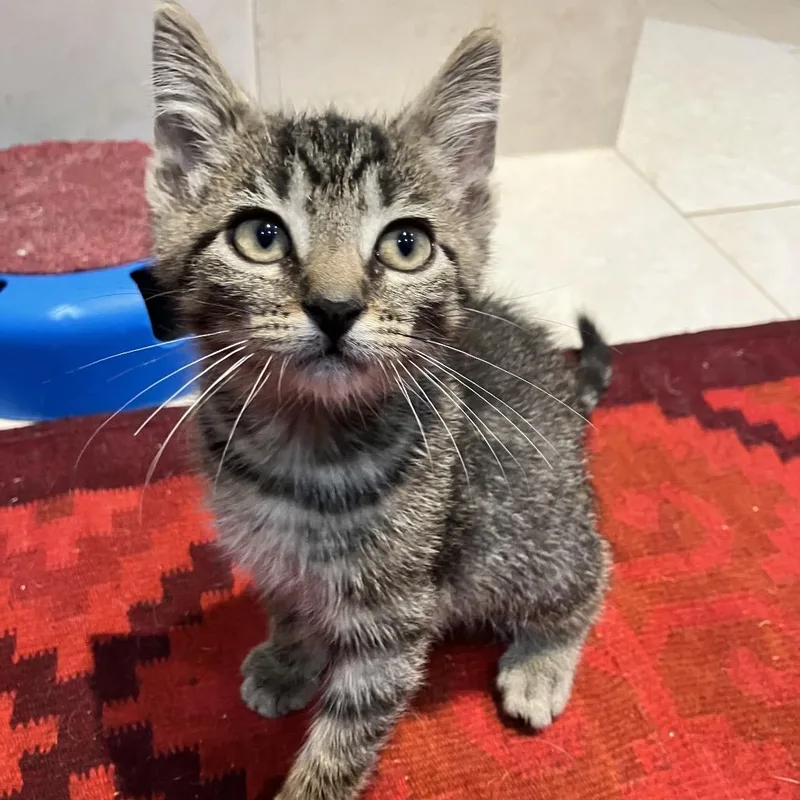 A baby small-sized male Brown / Chocolate Domestic Short Hair cat named Purrminator for adoption in Ferndale, MI