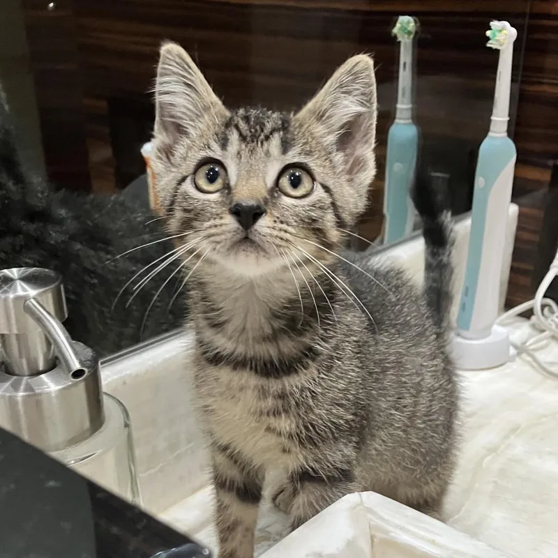 Purrminator thumbnail 3