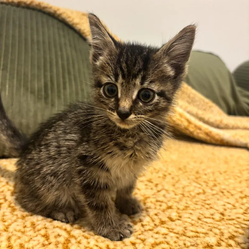 Purrminator thumbnail 6