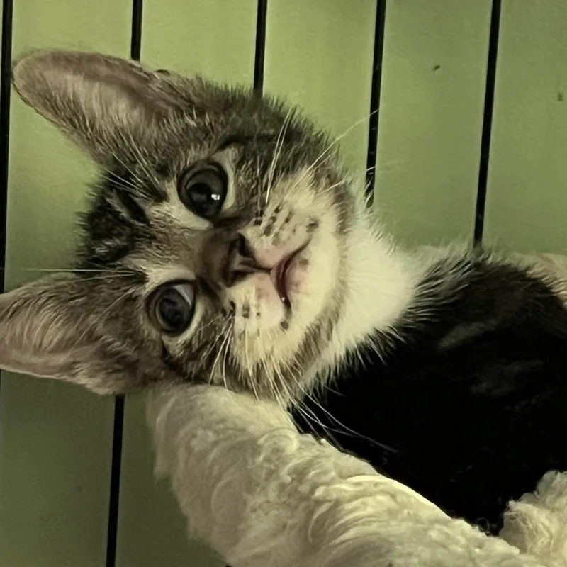 A baby small-sized male Domestic Short Hair cat named Parkour for adoption in Maplewood, NJ