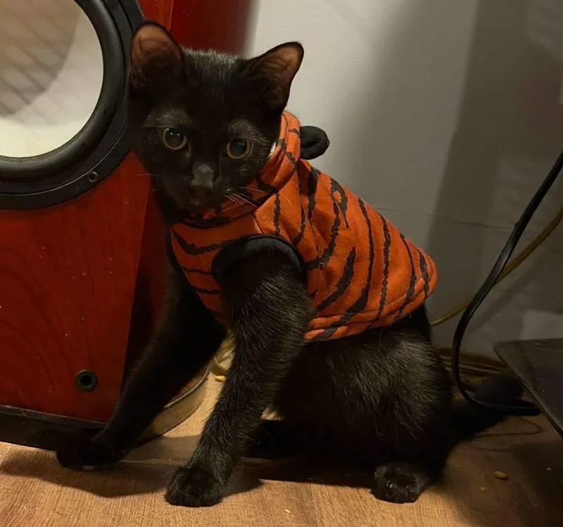 A baby medium-sized female Black Domestic Medium Hair cat named Phoebe for adoption in Calera, AL