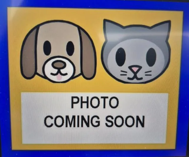 A baby small-sized female Domestic Short Hair cat named Ginger for adoption in San Antonio, TX