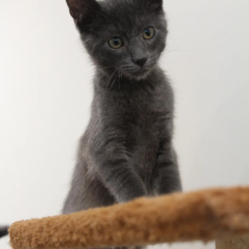 A young medium-sized male Gray / Blue / Silver Domestic Short Hair cat named Ted for adoption in Newport Beach, CA