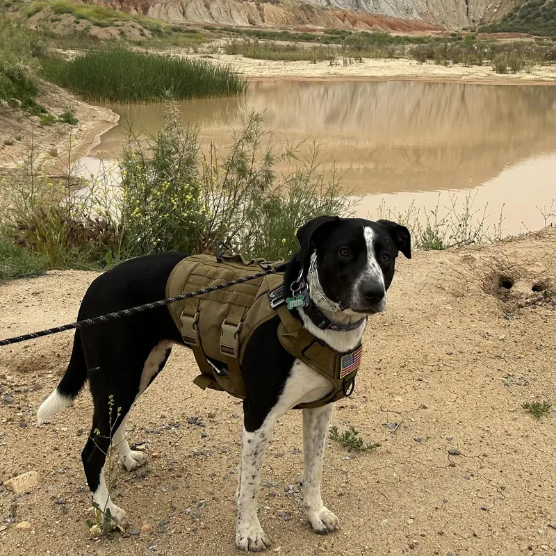 Lola~pro Trained And Affectionate thumbnail 2