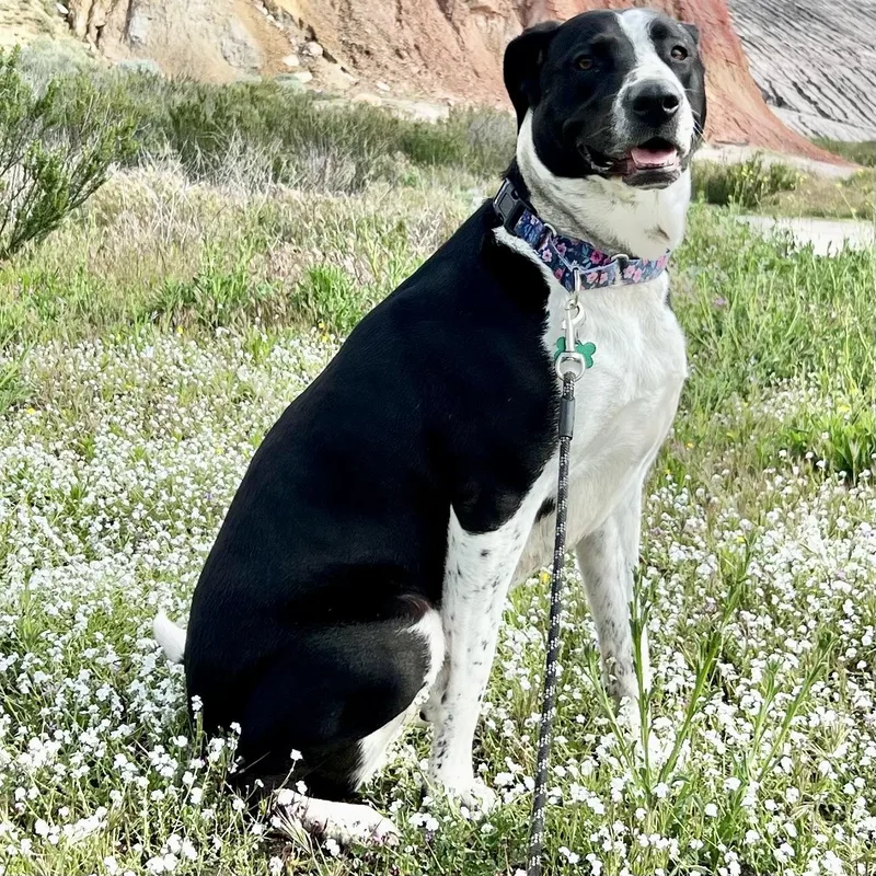 Lola~pro Trained And Affectionate thumbnail 4