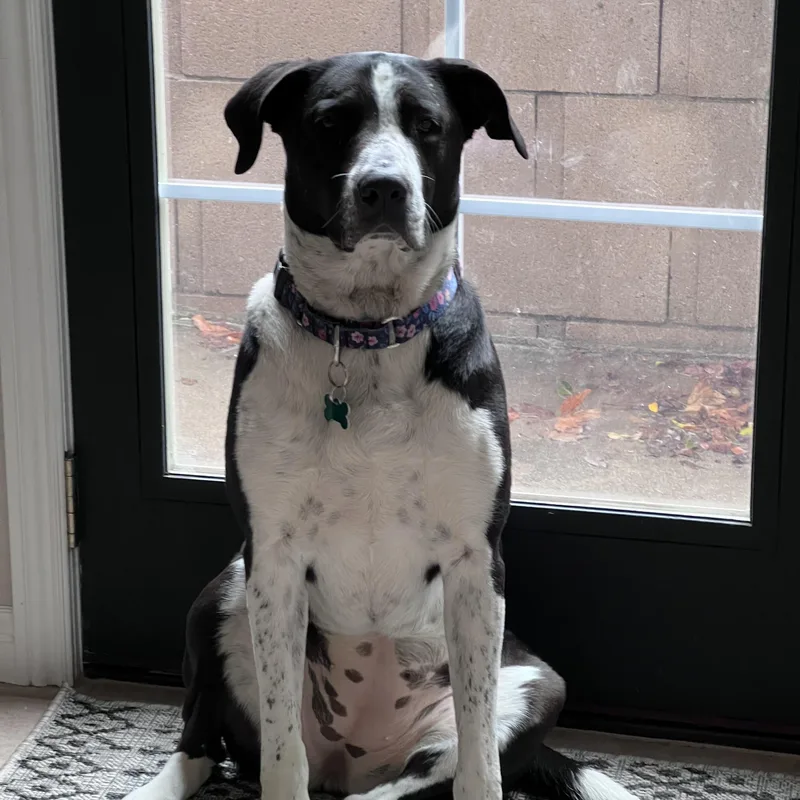 Lola~pro Trained And Affectionate thumbnail 6