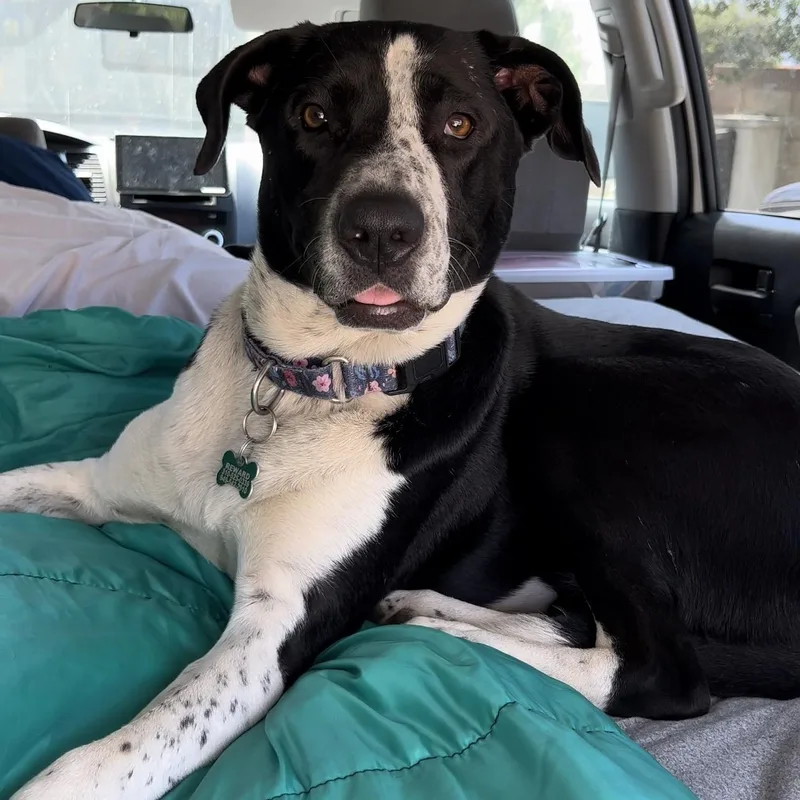 Lola~pro Trained And Affectionate