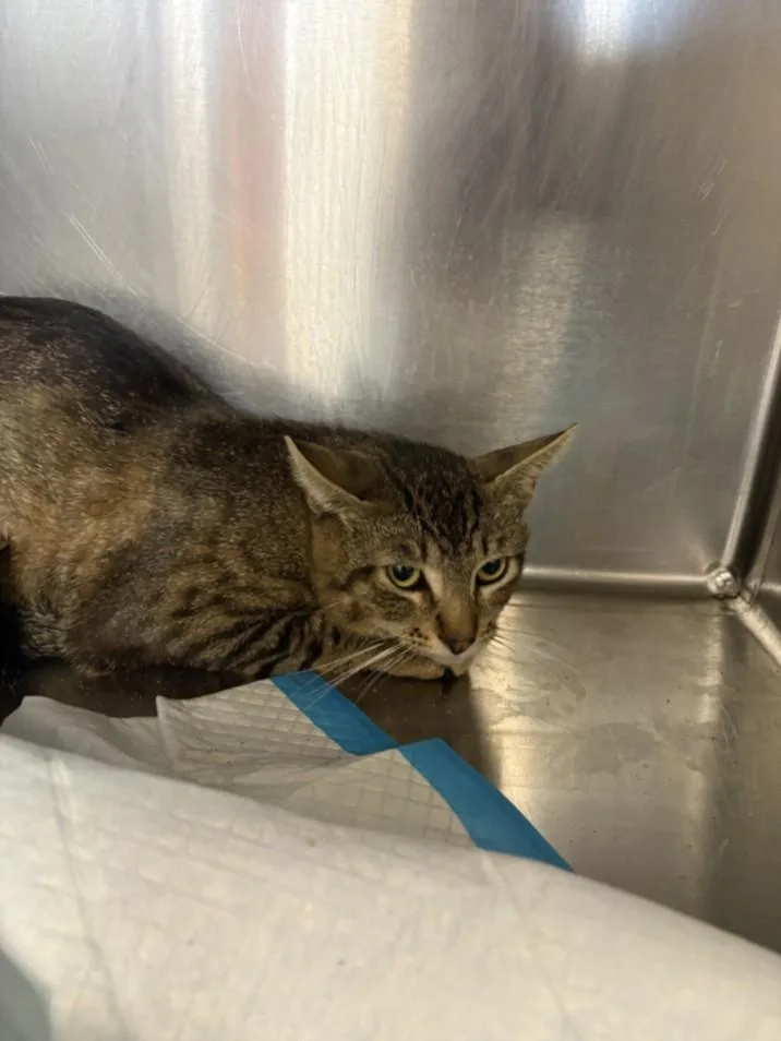 An adult small-sized male Domestic Short Hair cat named A for adoption in Olivehurst, CA
