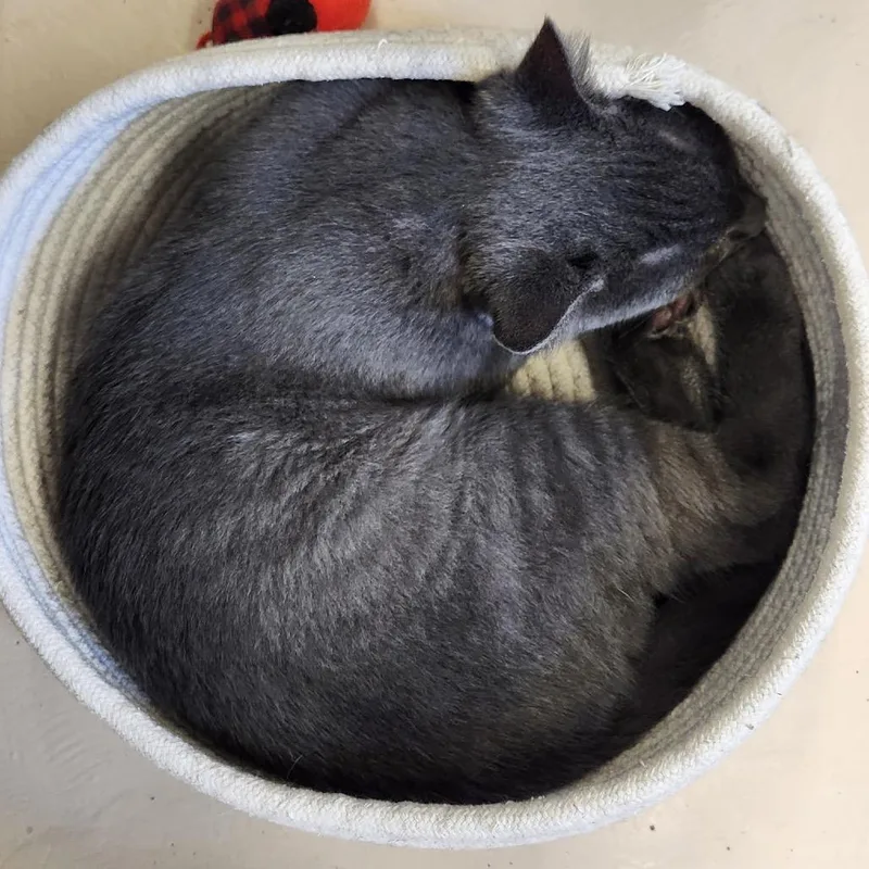A baby small-sized male Gray / Blue / Silver Domestic Short Hair cat named George for adoption in Delaware, OH