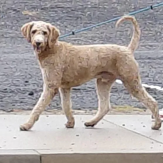 An adult medium-sized male Standard Poodle dog named Jack  Chino Hills for adoption in Chino Hills, CA