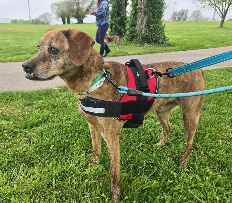 An adult large-sized male Mountain Cur dog named Luke for adoption in Hillside, IL