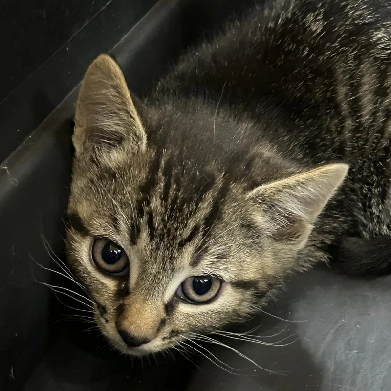 A baby small-sized male Brown / Chocolate Domestic Short Hair cat named Iron Maiden for adoption in Greensboro, NC