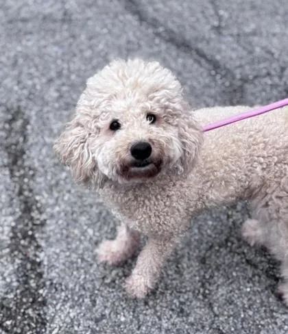An adult medium-sized female Poodle dog named Callie for adoption in Hobart, IN