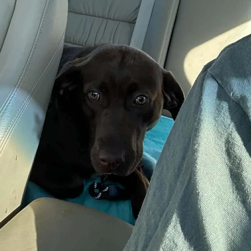 A young medium-sized male Brown / Chocolate Chocolate Labrador Retriever dog named Willie for adoption in Overland Park, KS
