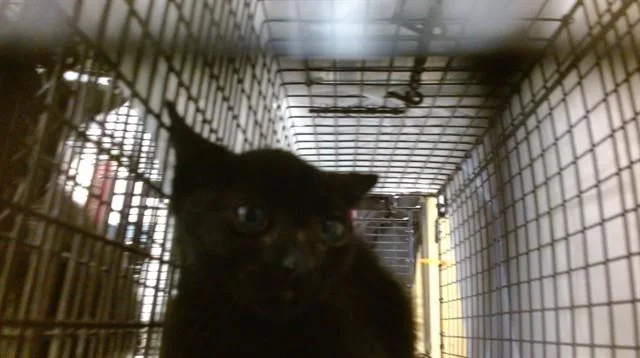 A baby small-sized female Domestic Short Hair cat named Rennee for adoption in Miami, FL