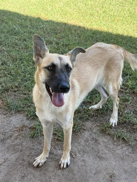 A young medium-sized female Shepherd dog named Dynamite for adoption in Riverside, CA