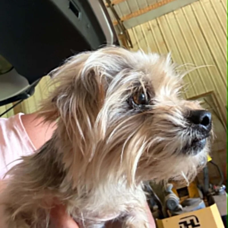A senior small-sized male Yorkshire Terrier dog named Odin for adoption in Hartland, WI