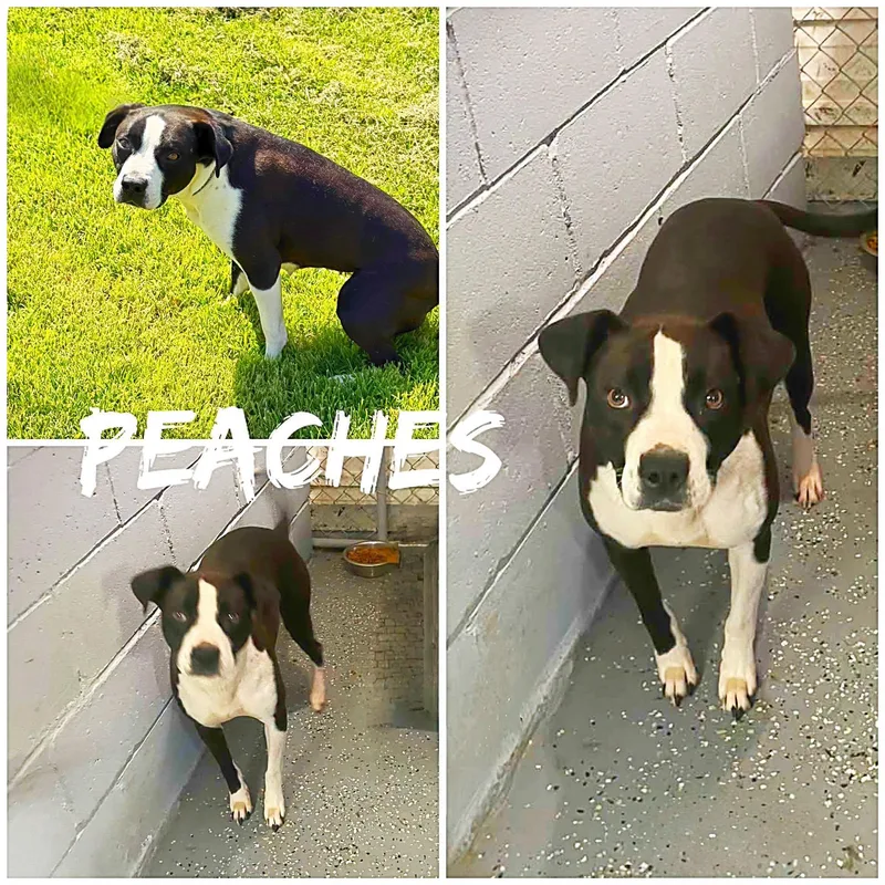 An adult medium-sized female Black Pit Bull Terrier dog named Peaches for adoption in Saint James, MO
