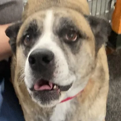 An adult large-sized male Mixed Breed dog named James P. Sullivan for adoption in Cincinnati, OH