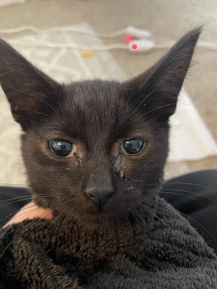 A baby small-sized male Black Domestic Short Hair cat named Ziggy for adoption in Metamora, IL