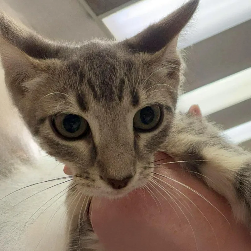 A young small-sized female Gray / Blue / Silver Domestic Short Hair cat named Thinking Cap for adoption in Austin, TX