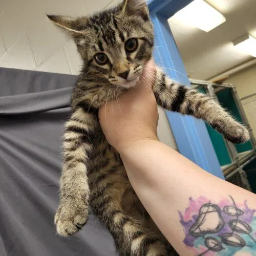 A baby small-sized male Tabby (Brown / Chocolate) Domestic Short Hair cat named Chevy for adoption in Burlington, IA