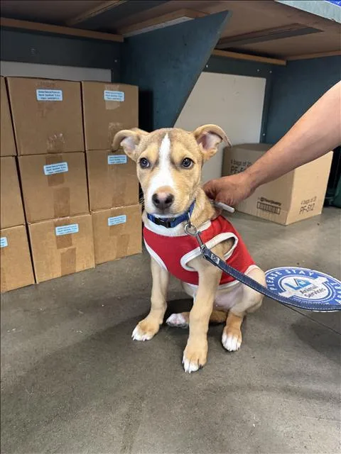 An adult medium-sized male Carolina Dog dog named Bluey for adoption in Chatsworth, CA