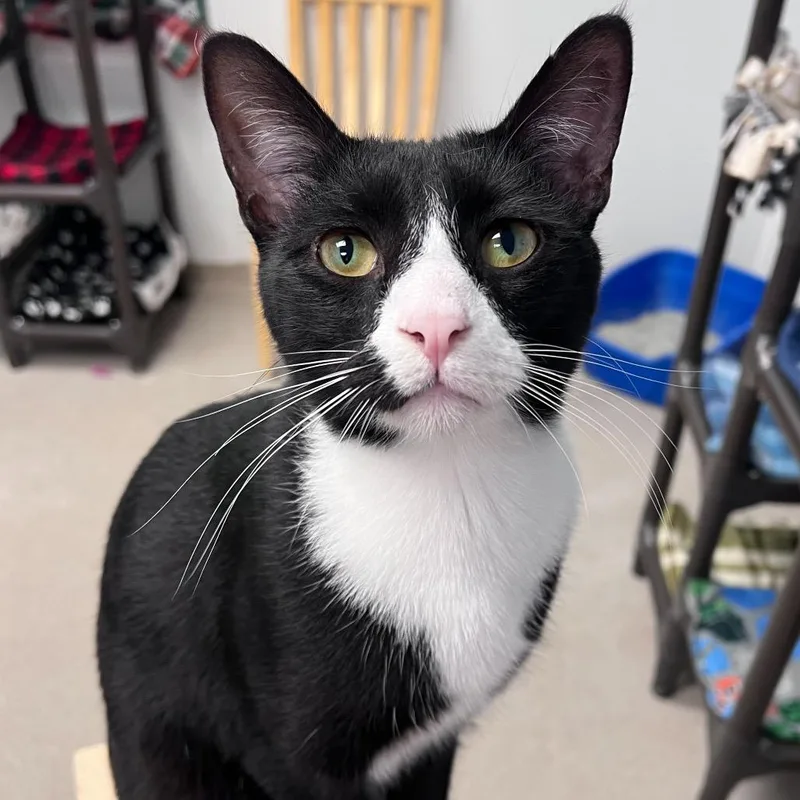 An adult small-sized male Black Domestic Short Hair cat named Pitstop for adoption in Arlington Heights, IL