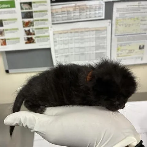 A baby small-sized female Black Domestic Short Hair cat named Ella for adoption in Pasadena, CA