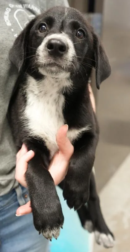 A young small-sized female Labrador Retriever dog named Macey for adoption in Bowling Green, KY