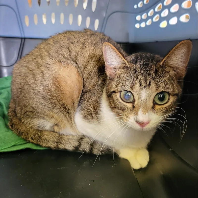 Mae West thumbnail 2