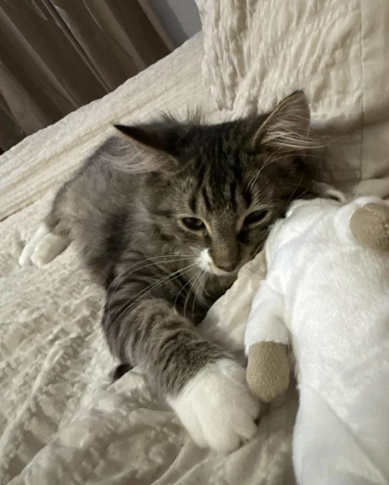A baby medium-sized male Tabby (Gray / Blue / Silver) Domestic Medium Hair cat named Goku Solis for adoption in Stowe, PA