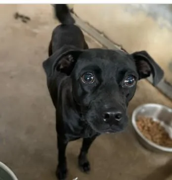 An adult medium-sized female Mixed Breed dog named Tequila for adoption in West Chester, PA