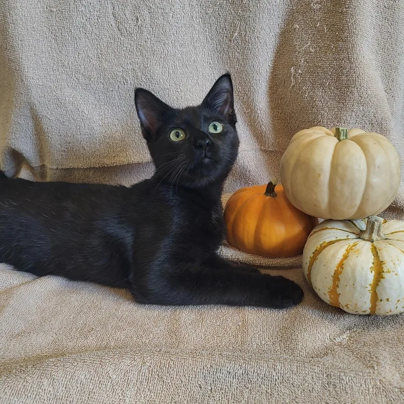 A young small-sized male Black Domestic Short Hair cat named Astro for adoption in Houston, TX