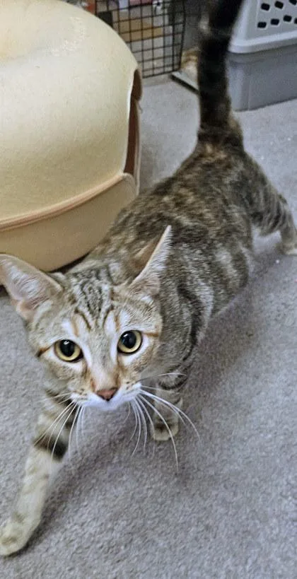 An adult medium-sized female Domestic Short Hair cat named Amelia for adoption in Fishers, IN