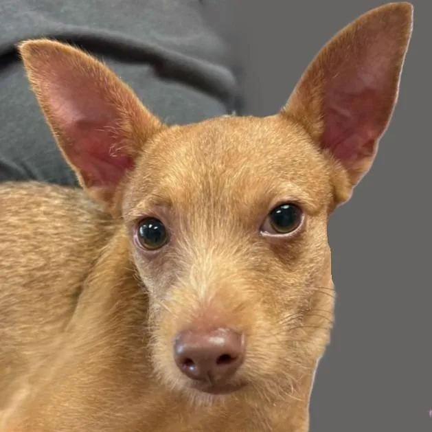 A baby medium-sized male Terrier dog named Milo for adoption in Brenham, TX