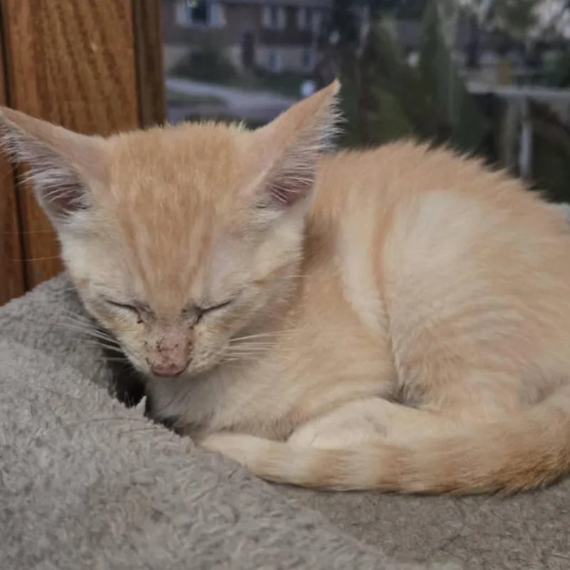 A baby small-sized male Buff / Tan / Fawn Domestic Short Hair cat named Pumpkin for adoption in Sioux Falls, SD