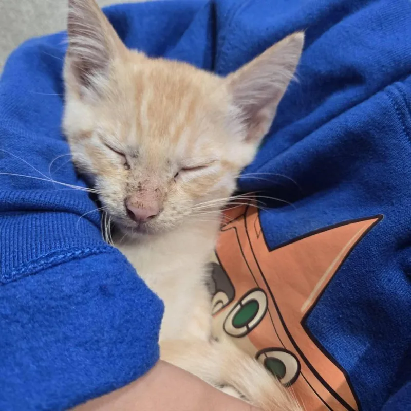 Pumpkin thumbnail 3