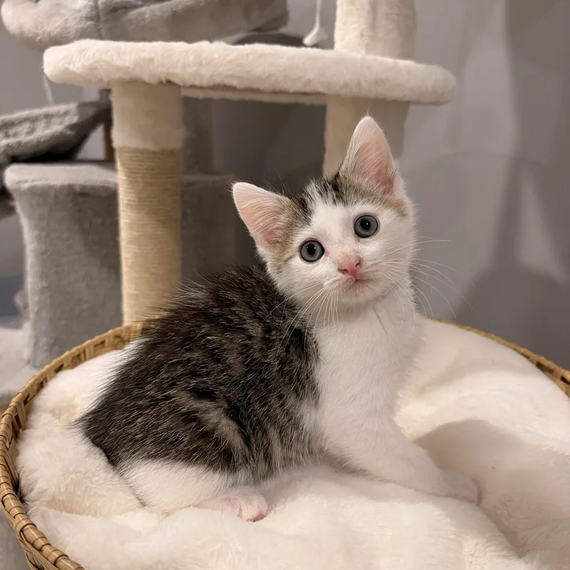 A baby medium-sized male Tabby (Gray / Blue / Silver) Domestic Short Hair cat named Cove for adoption in Thornwood, NY
