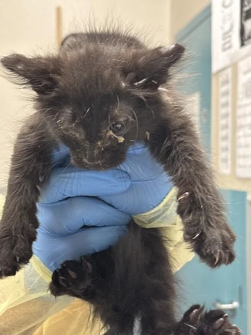 A baby small-sized male Domestic Short Hair cat named Panda Express for adoption in Las Vegas, NV