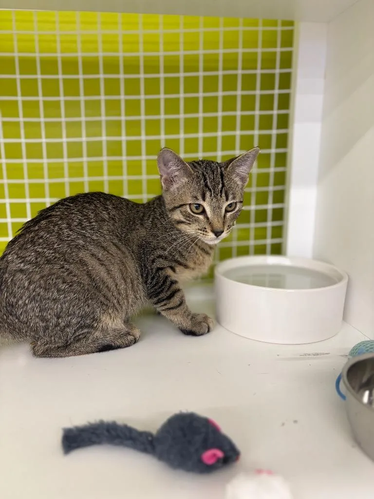 A baby medium-sized female Domestic Short Hair cat named Siem Reap for adoption in Fort Lupton, CO