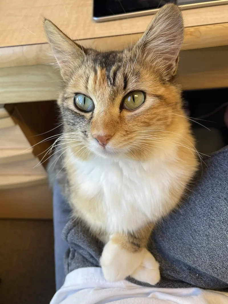 Caboodle thumbnail 2