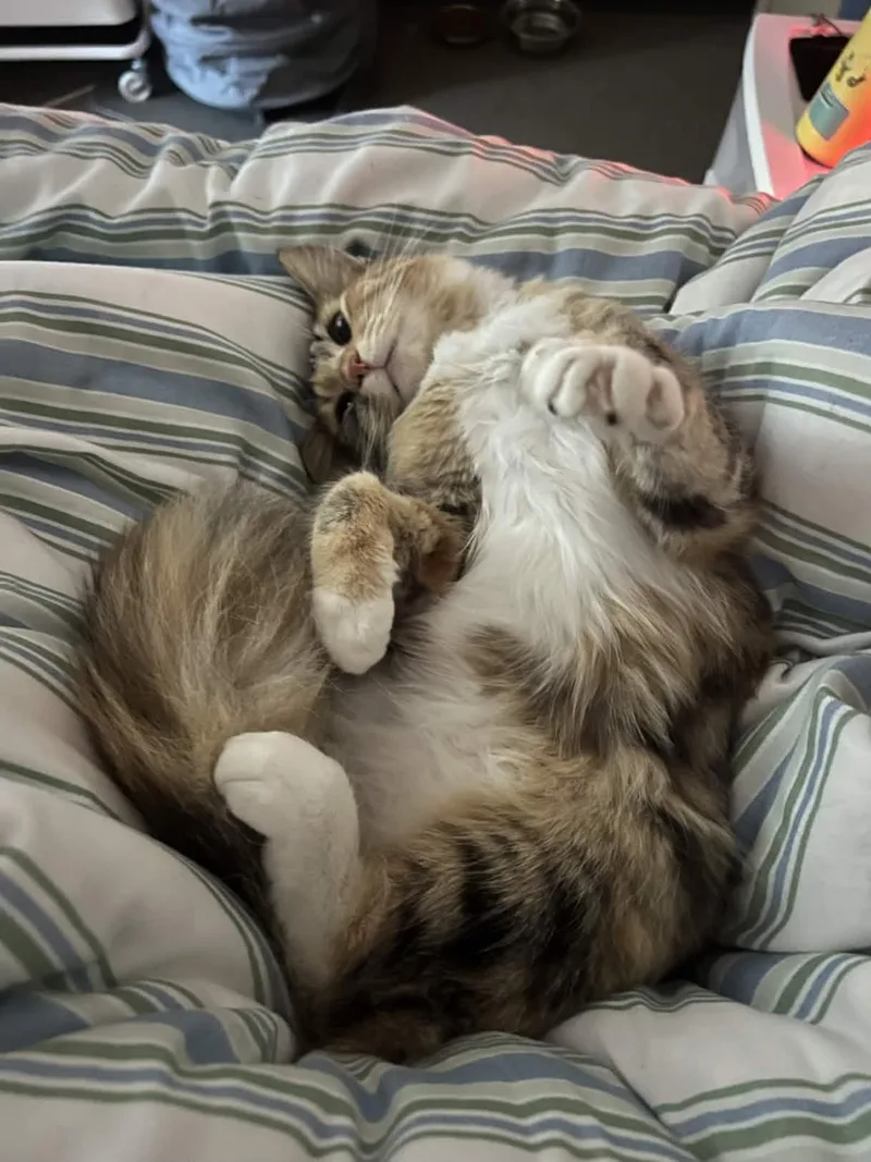 Caboodle thumbnail 3