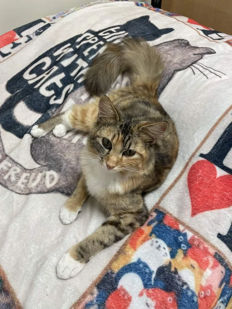 Caboodle thumbnail 4