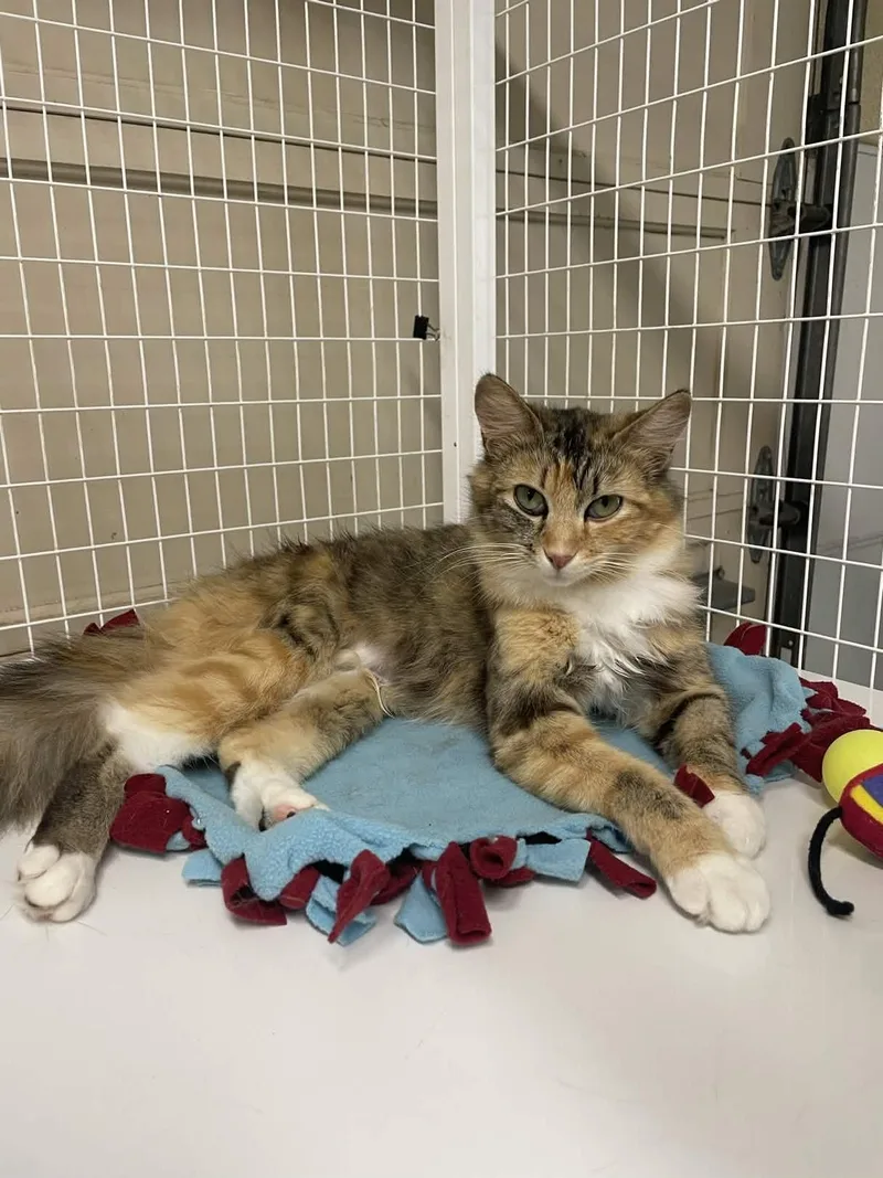 Caboodle thumbnail 5