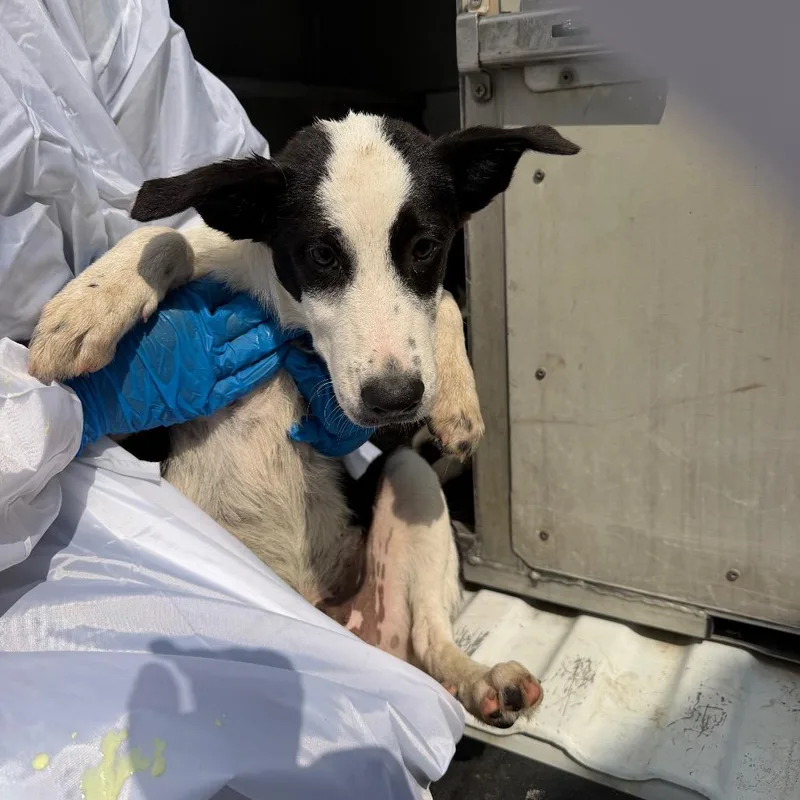 A baby medium-sized female Black Collie dog named Riddler for adoption in Edinburg, TX