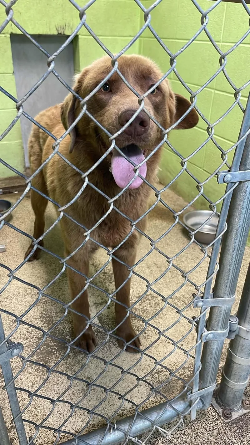 An adult medium-sized male Golden Labrador Retriever dog named Oslo for adoption in Fort Payne, AL