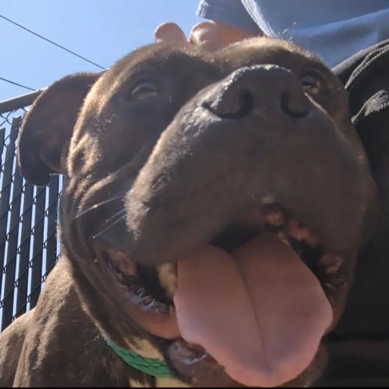 A senior medium-sized male Brindle Pit Bull Terrier dog named Tchalla for adoption in Philadelphia, PA