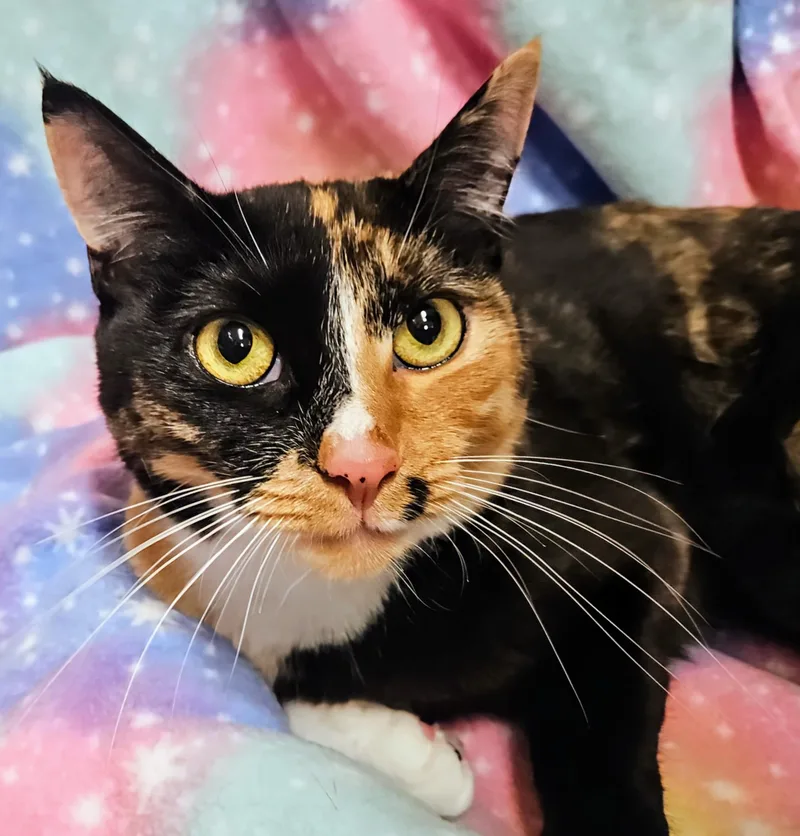 A young medium-sized female Calico Domestic Short Hair cat named Sally Rancho Cucamonga Petsmart for adoption in Yorba Linda, CA